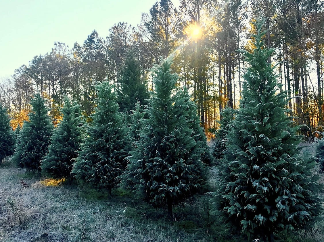 Leyland Cypress