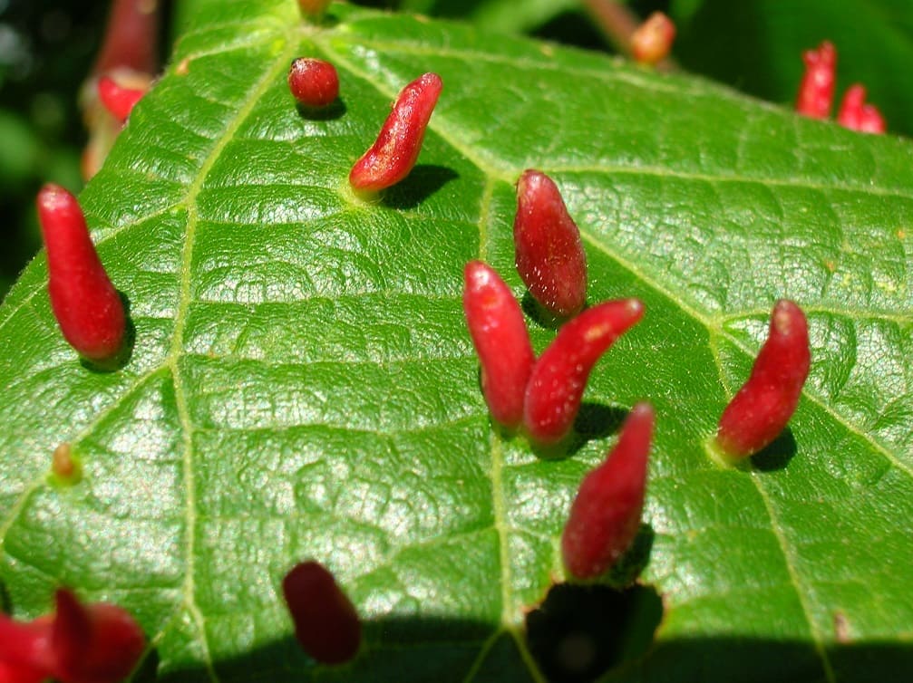 Lime Nail Galls
