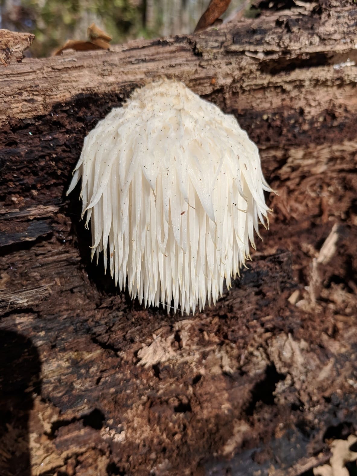 Lion's mane mushrooms