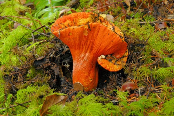 Lobster mushrooms