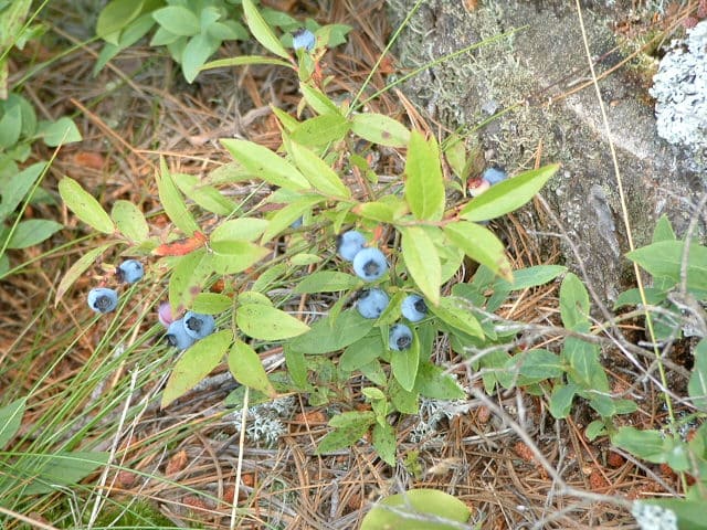 Lowbush Blueberries