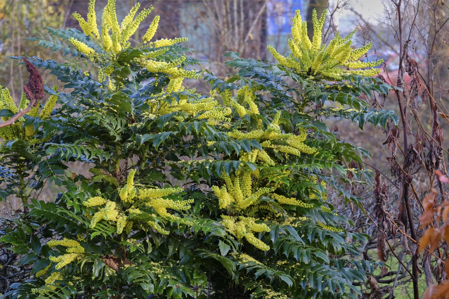 Mahonia