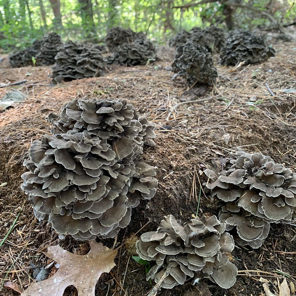 Maitake mushrooms