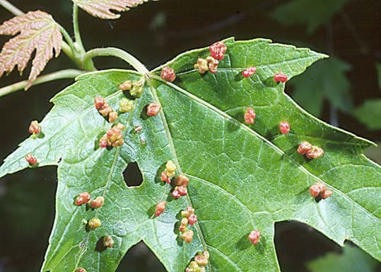 Maple Bladder Galls