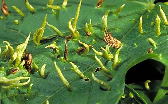 Maple Spindle Galls