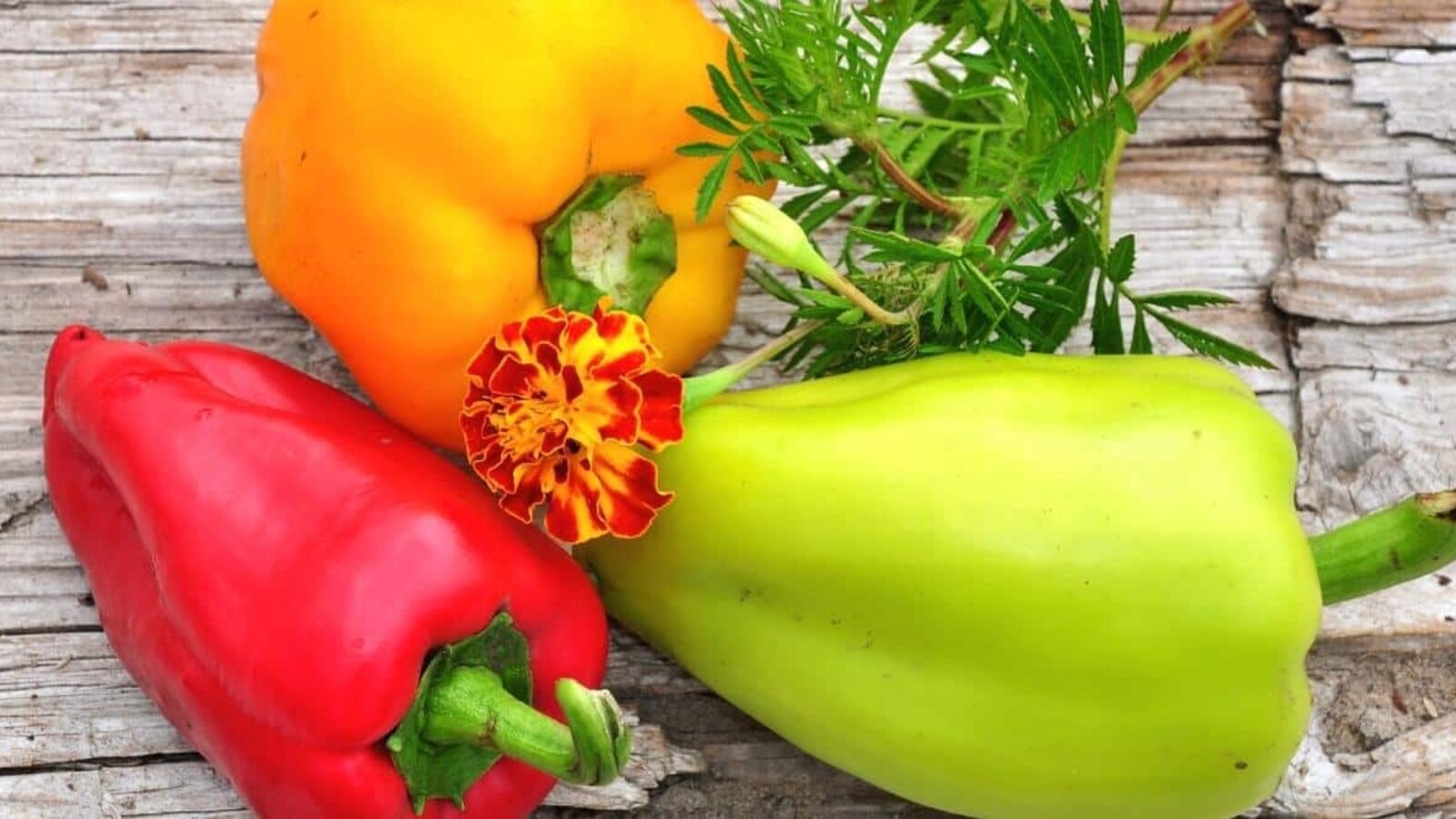 Marigolds and Bell Peppers