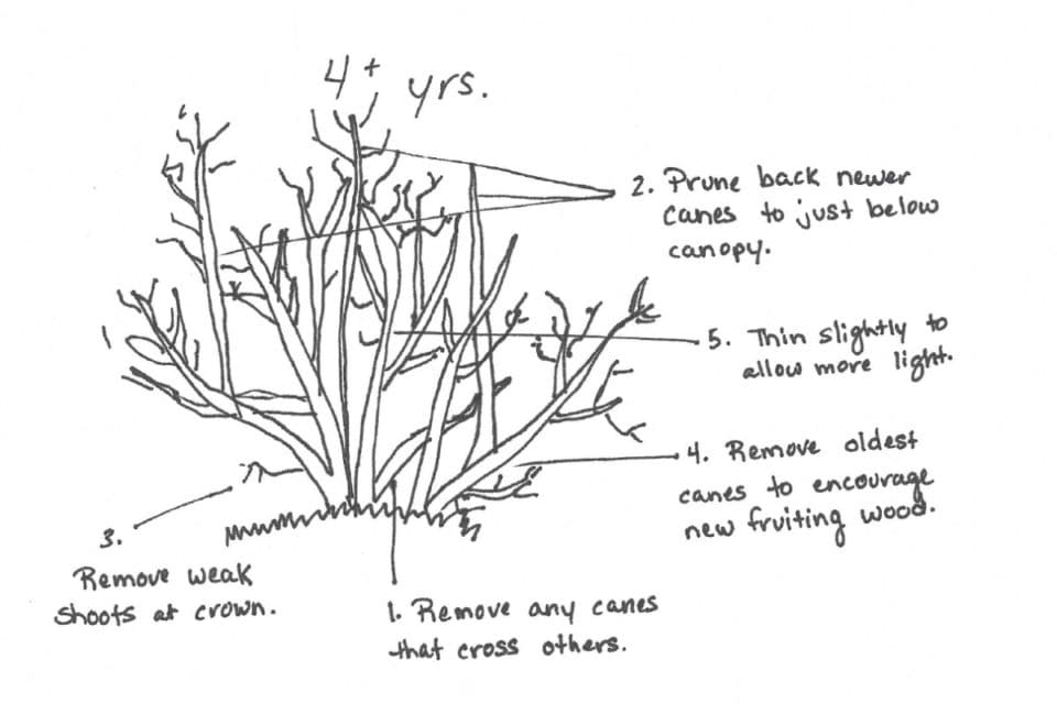 Mature Blueberry Plant Pruning Strategy