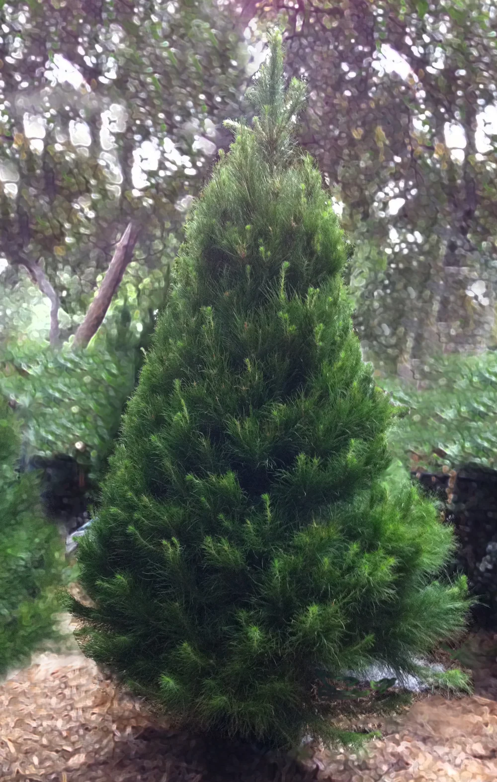 Monterey Pine