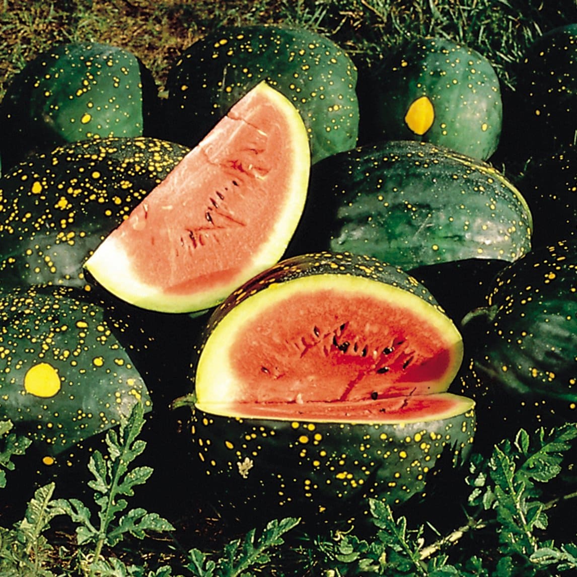 Moon and Stars Watermelon