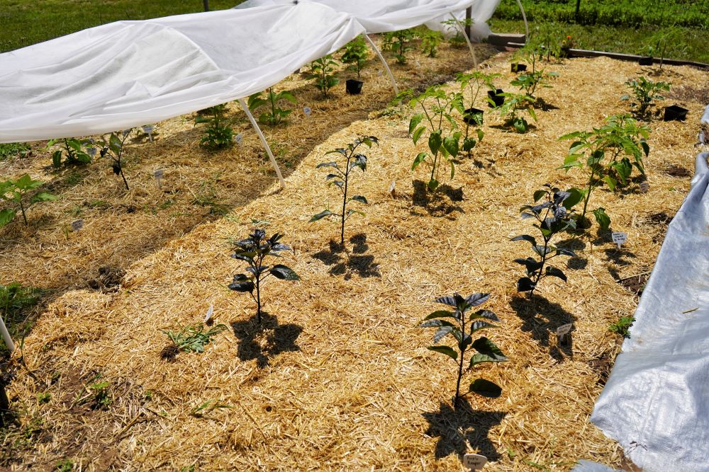 Mulching for Bell Pepper Plants