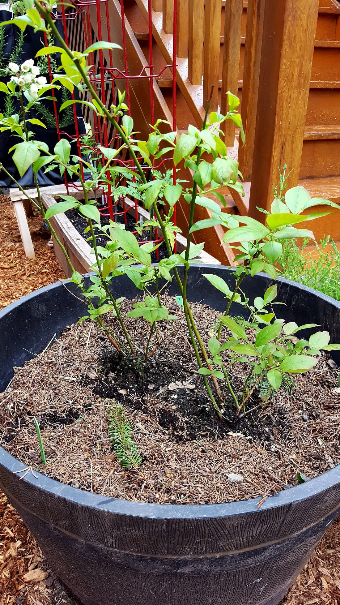 Mulching for Blueberries
