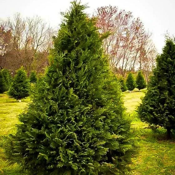 Murray Cypress