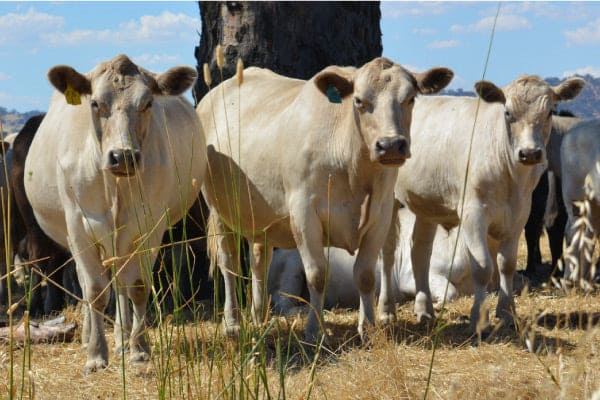 Murray Grey cattle