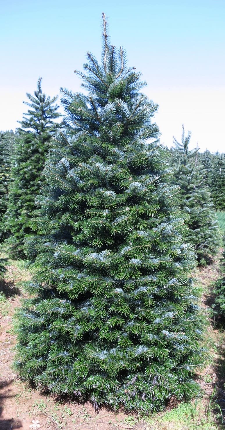 Nordmann Fir