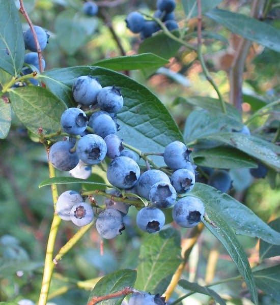 Northern Highbush Blueberries