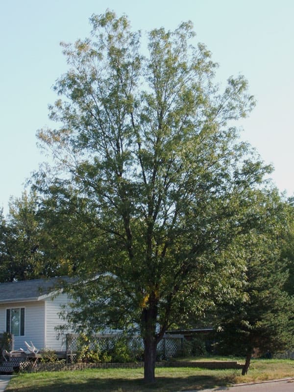 Northern Sentinel Honeylocust