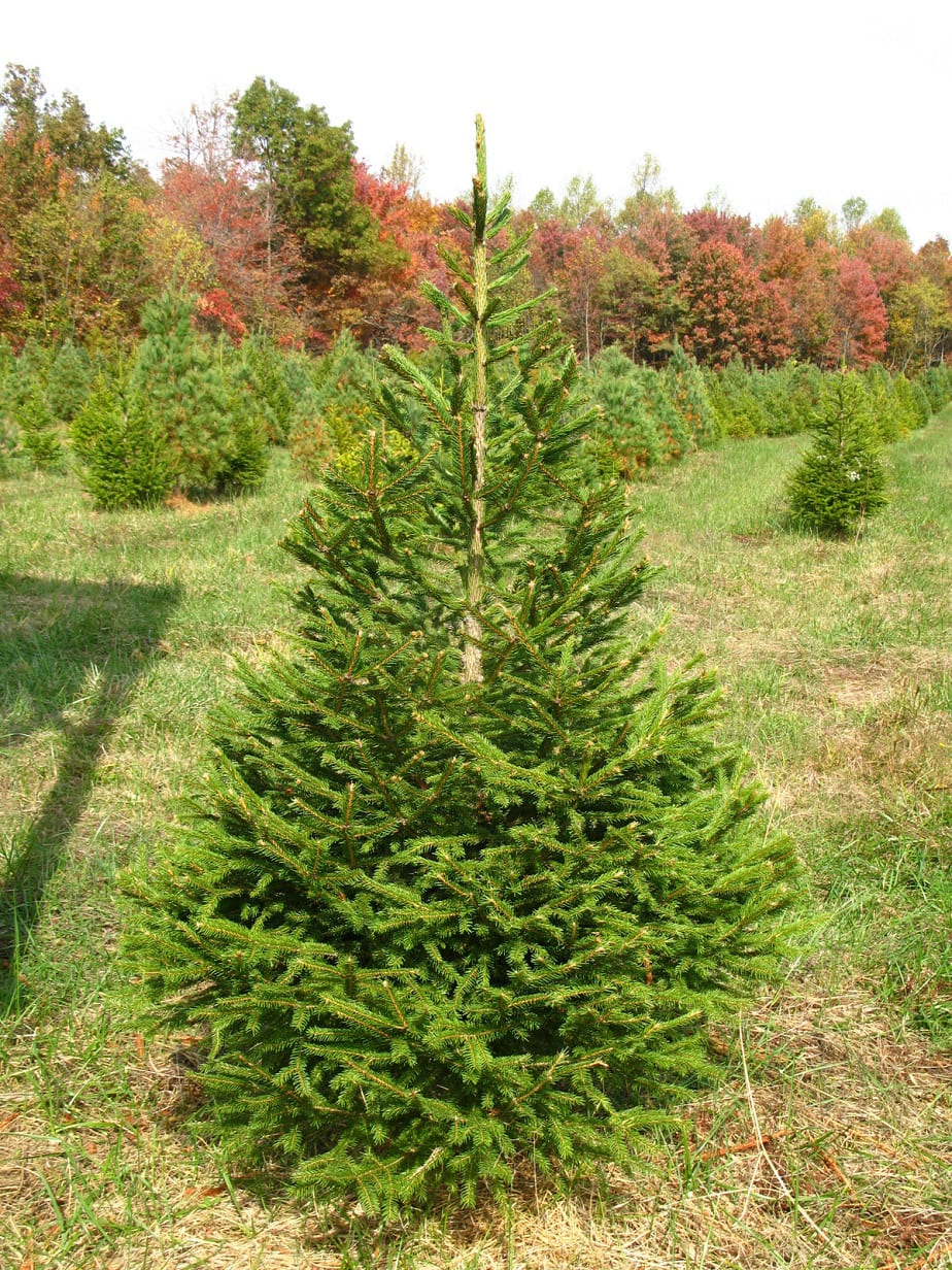 Norway Spruce