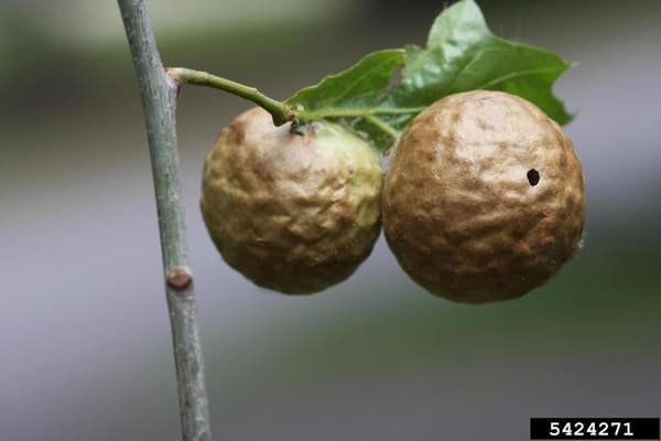 Oak Apple Galls