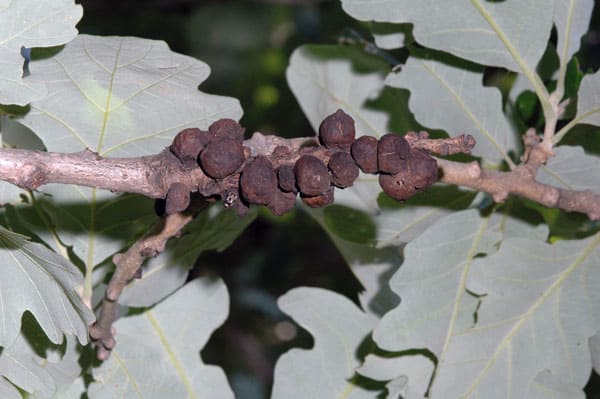 Oak Bullet Galls