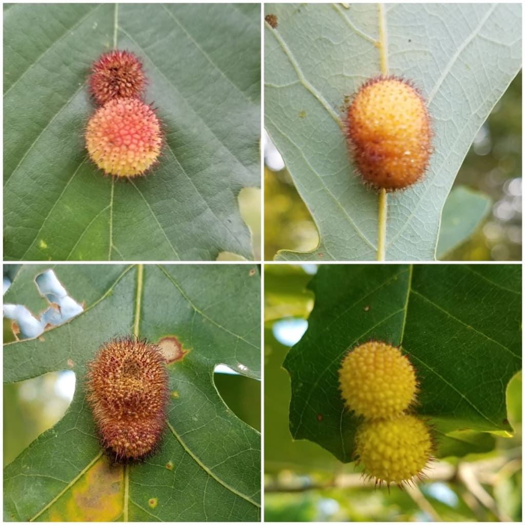 Oak Hedgehog Galls