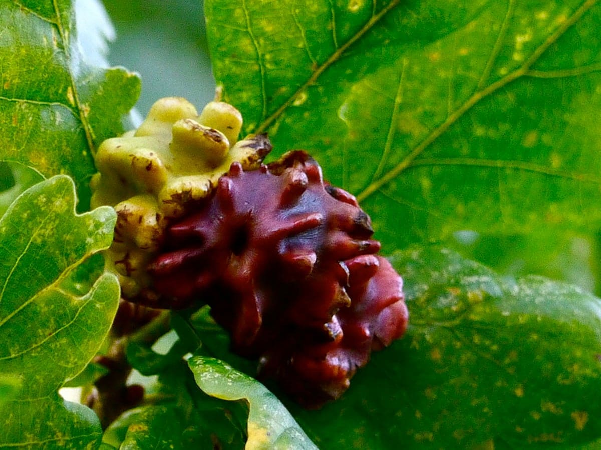 Oak Knopper Galls