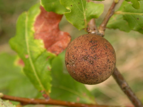 Oak Marble Galls