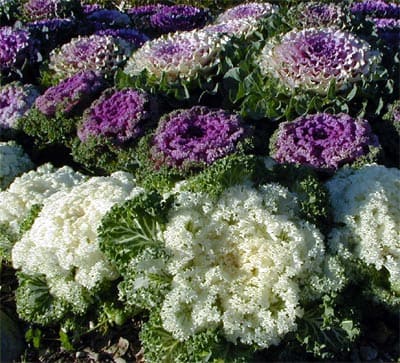 Ornamental Kale and Cabbage