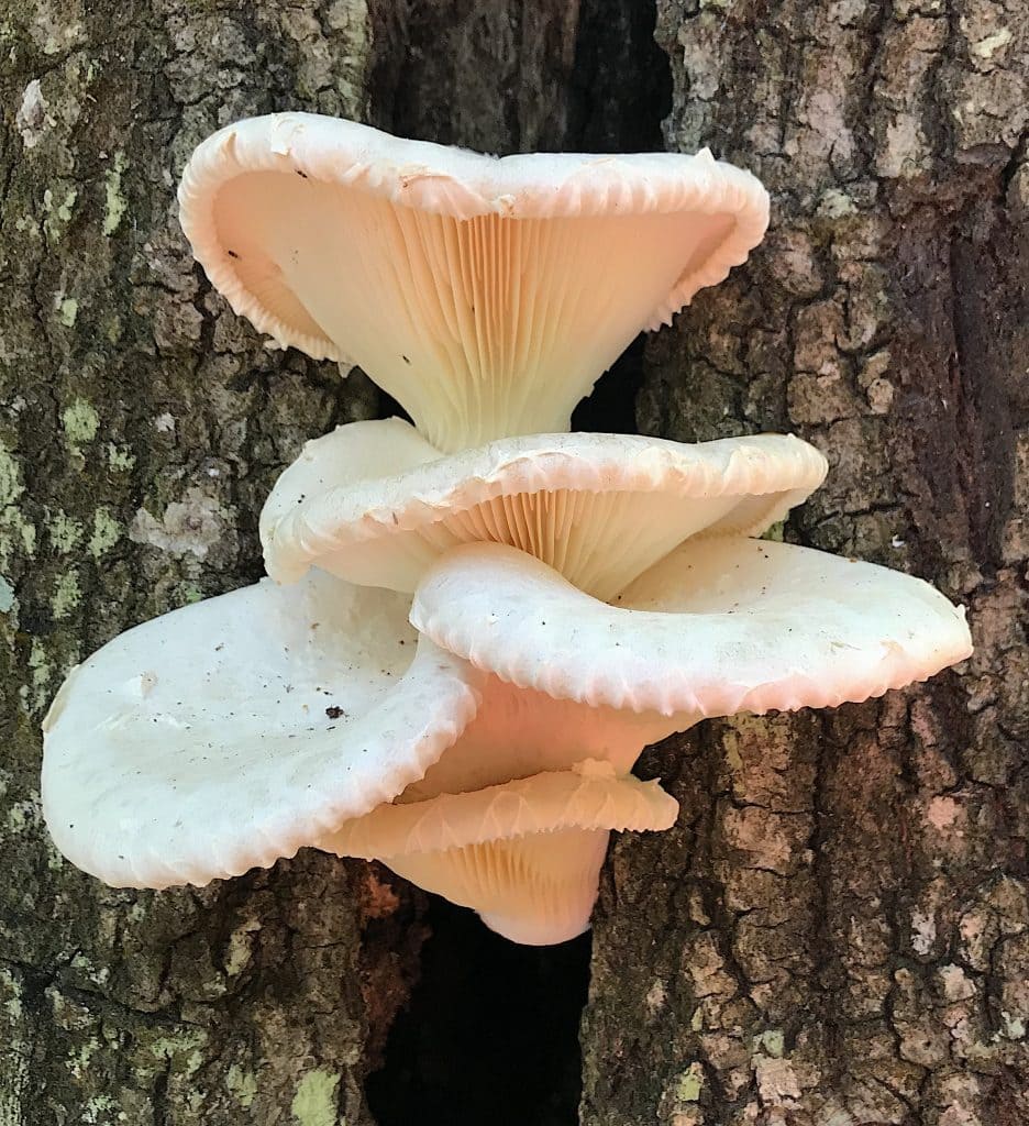 Oyster Mushrooms