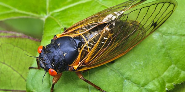 Periodical cicadas