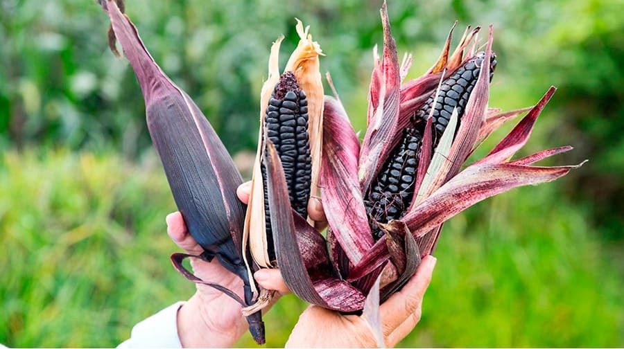 Peruvian purple corn