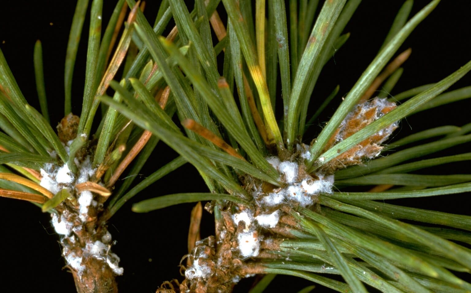 Pine Bark Adelgids
