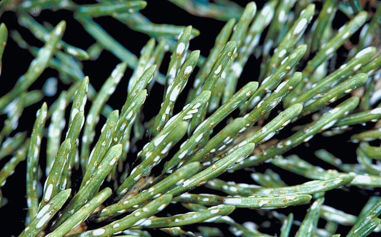 Pine Needle Scale