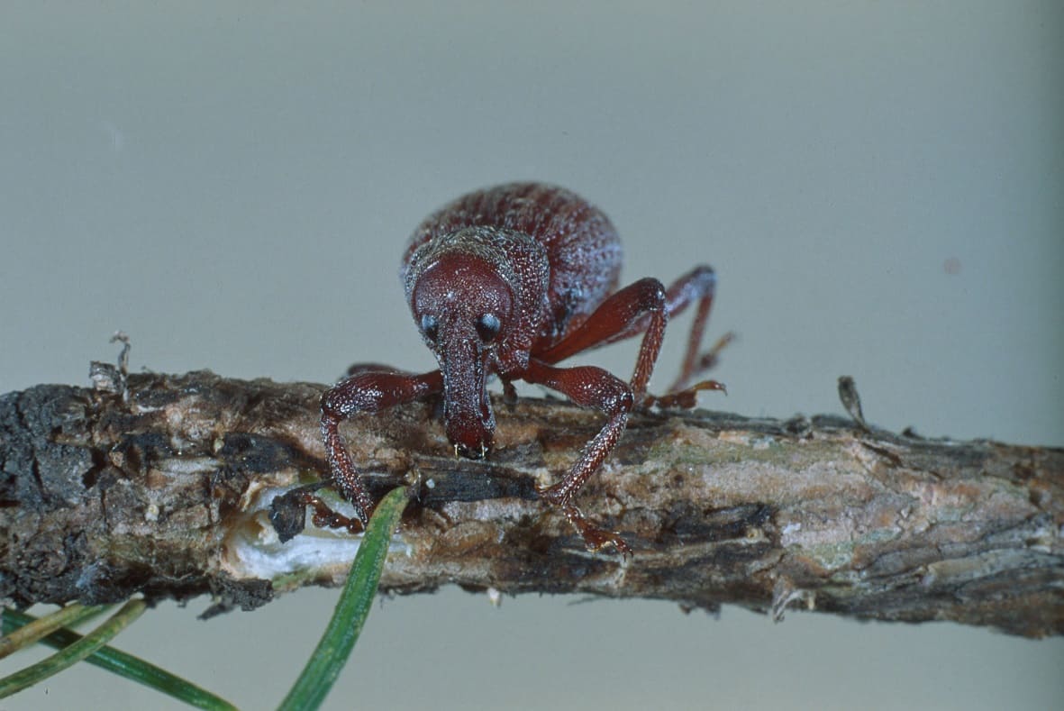 Pine Root Collar Weevils
