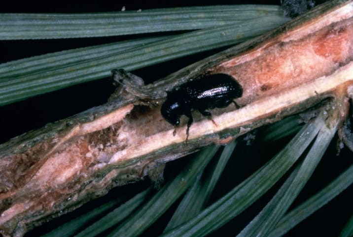 Pine Shoot Beetles