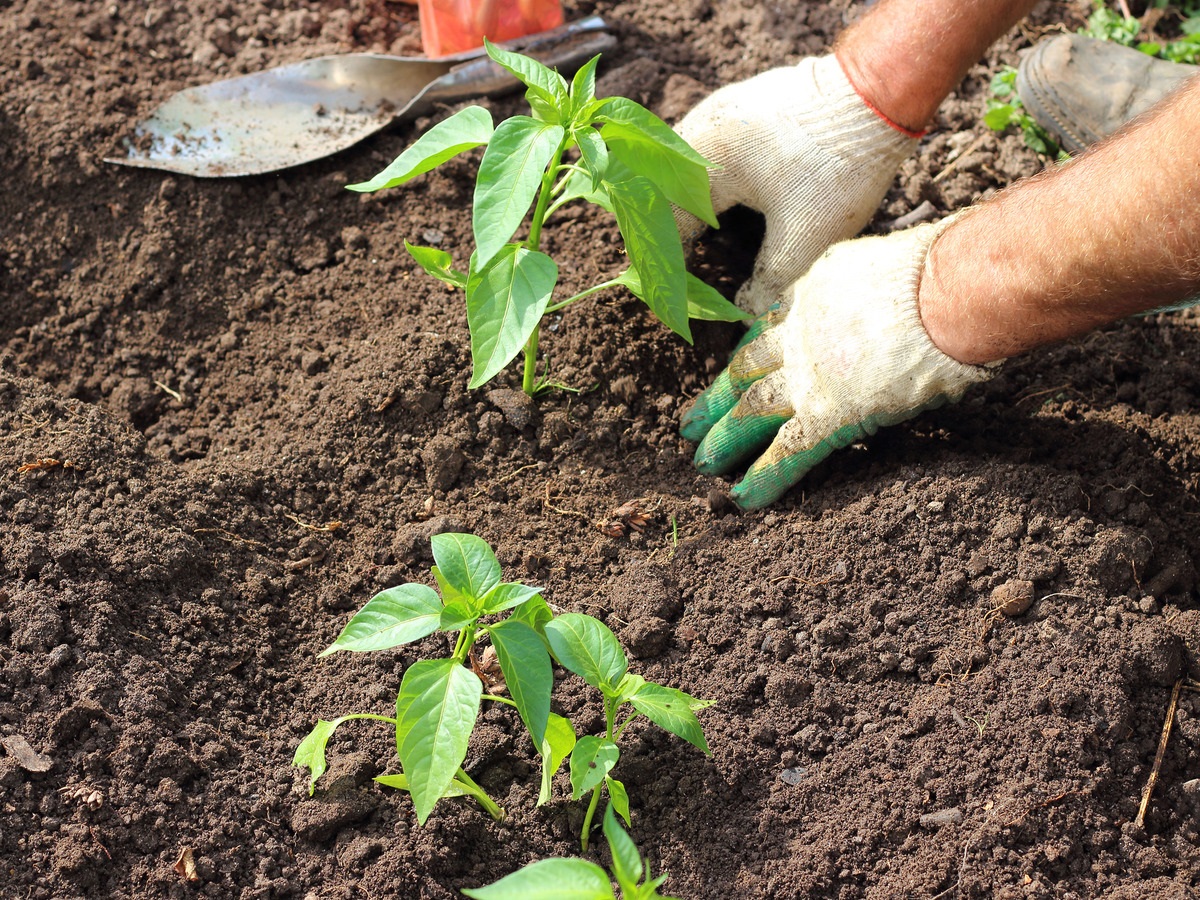Planting Bell Pepper Plants