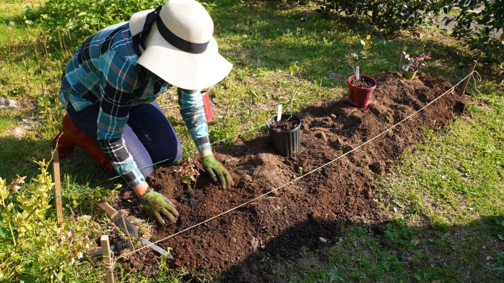 Planting BlueberriesPlanting Blueberries