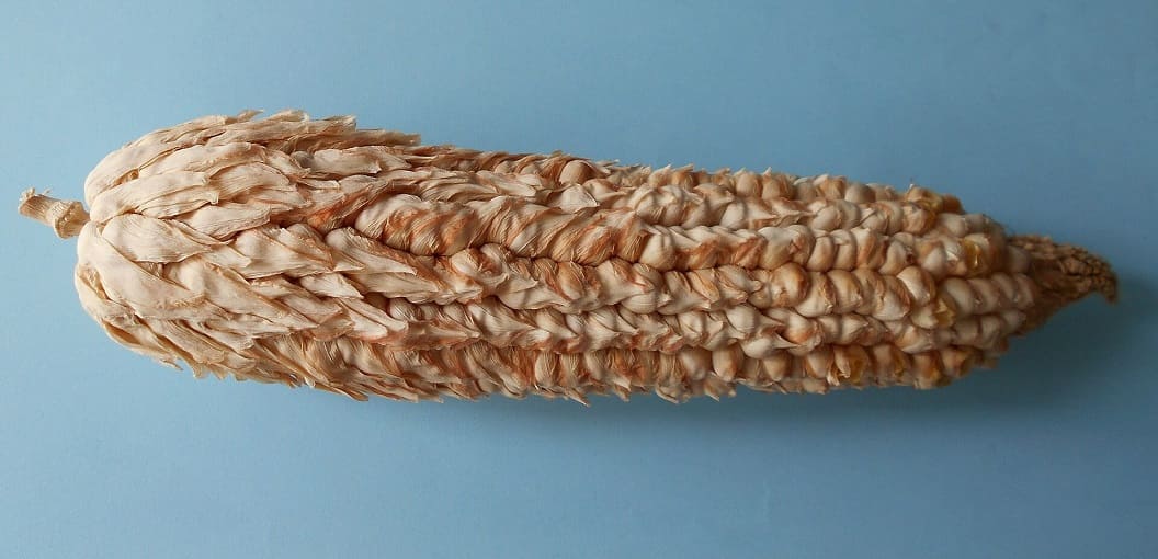 Pod Corn