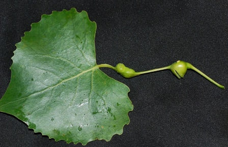 Poplar Petiole Galls