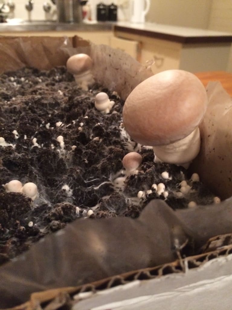 Portobello Mushrooms