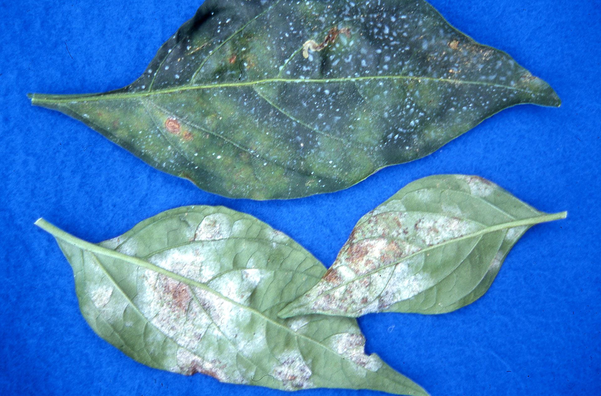 Powdery mildew on Bell Pepper Plants