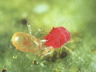 Predatory Mites