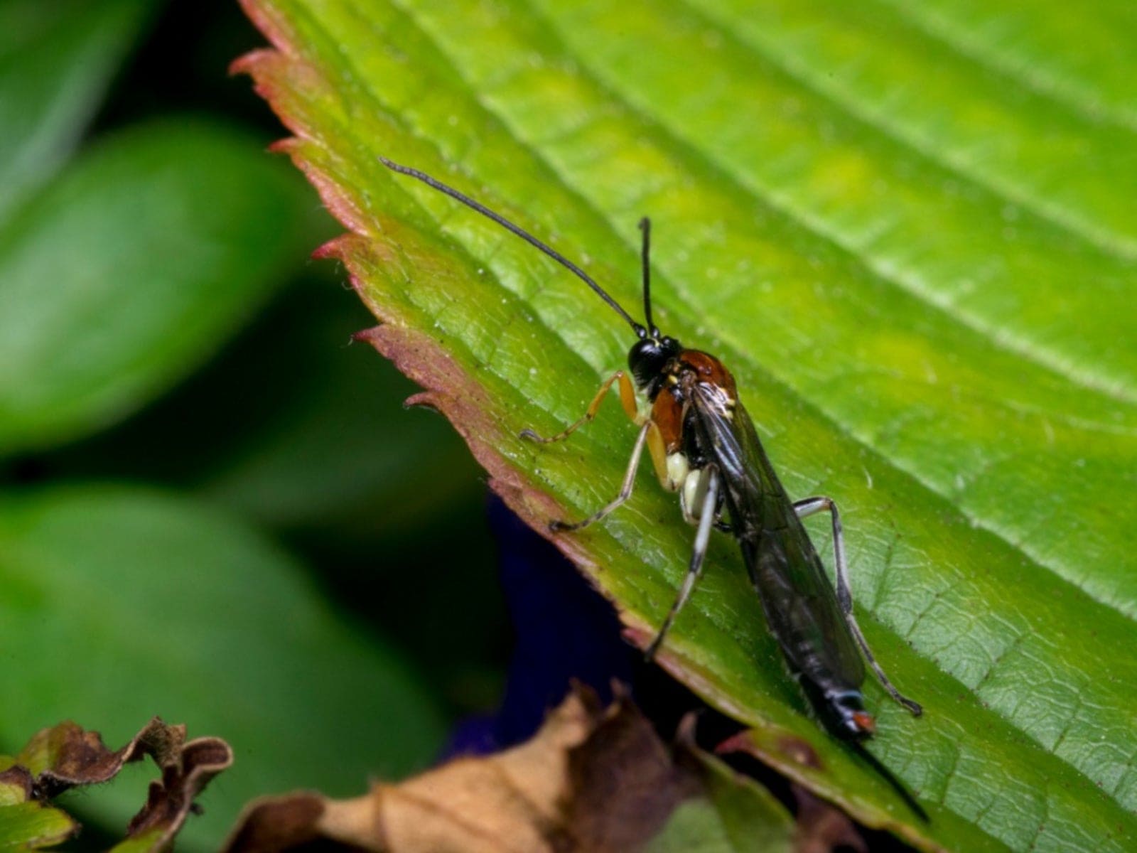 Predatory Wasps