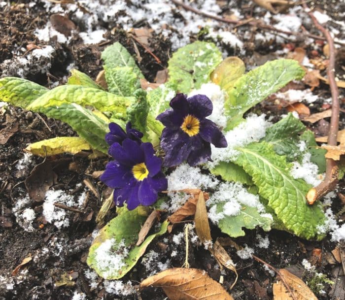 Primroses