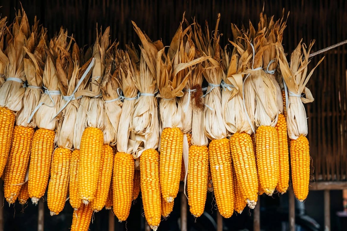 Proper corn drying