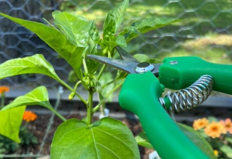 Prunning Bell Pepper Plants