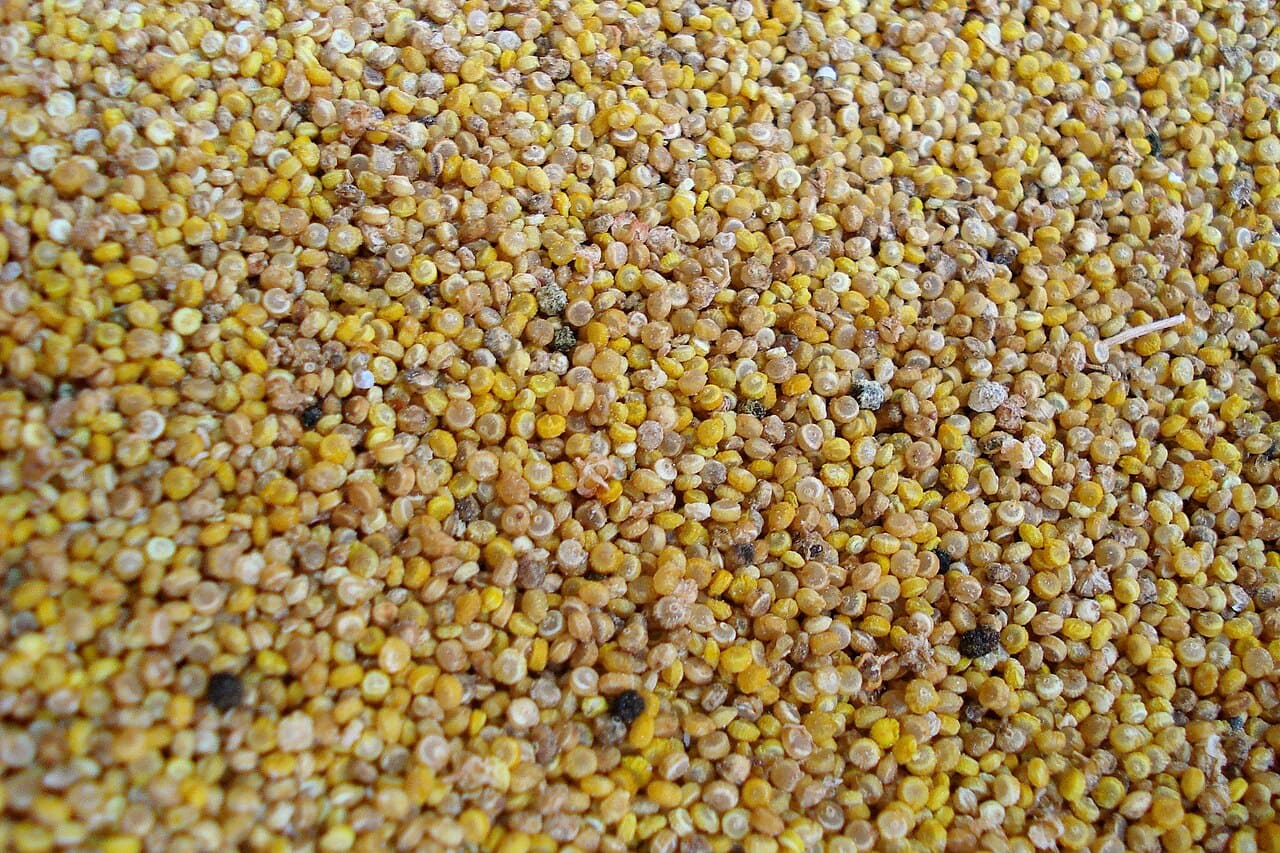 Quinoa grain