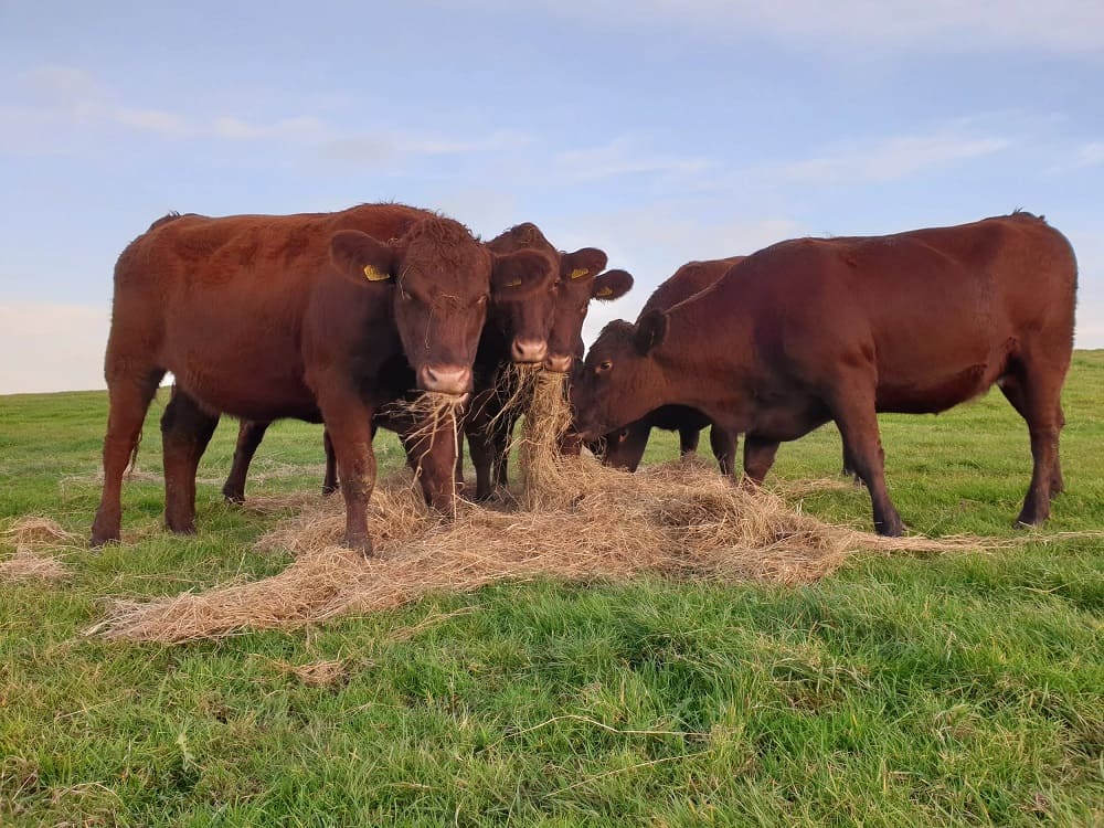 Red Poll cattle