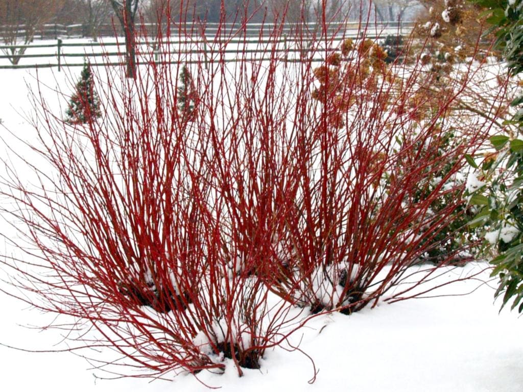 Red twig dogwood (Cornus sericea)