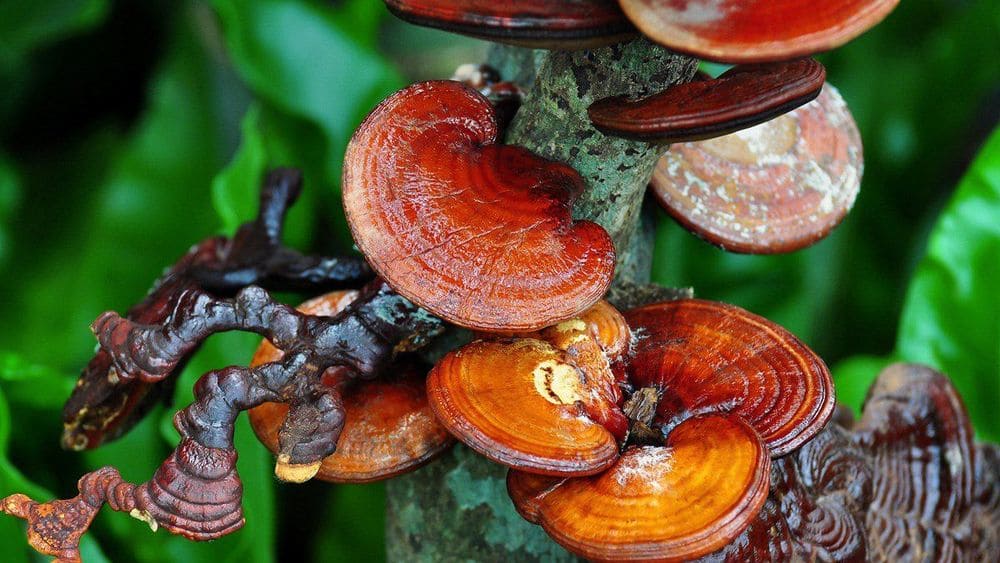 Reishi mushrooms