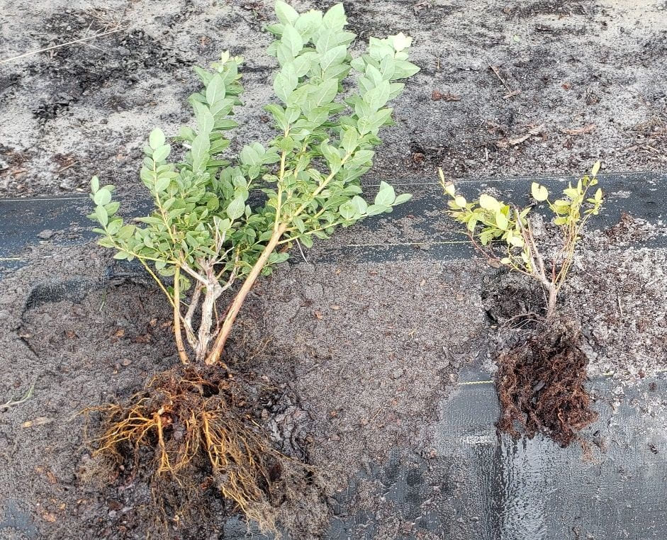 Root rot in Blueberries